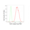 KD-Validated CAP1 Rabbit mAb (20 μl)