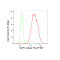 KD-Validated CAP1 Rabbit mAb (20 μl)