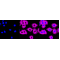 KD-Validated CAP1 Rabbit mAb (20 μl)