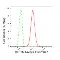 KD-Validated CLPTM1 Rabbit mAb (20 μl)