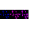 KD-Validated CLPTM1 Rabbit mAb (20 μl)