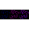 KD-Validated BAG1 Rabbit mAb (20 μl)
