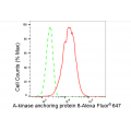 KD-Validated AKAP8 Rabbit mAb (20 μl)