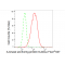 KD-Validated AKAP8 Rabbit mAb (20 μl)