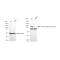 KD-Validated AKAP8 Rabbit mAb (20 μl)
