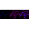 KD-Validated CAV3 Rabbit mAb (20 μl)