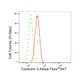 KD-Validated CAV3 Rabbit mAb (20 μl)