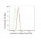 KD-Validated CAV3 Rabbit mAb (20 μl)