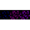 KD-Validated CAV3 Rabbit mAb (20 μl)
