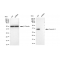 KD-Validated CAV3 Rabbit mAb (20 μl)
