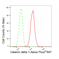 KD-Validated CTNND1 Rabbit mAb (20 μl)
