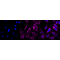 KD-Validated CTNND1 Rabbit mAb (20 μl)