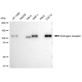 KD-Validated AR Rabbit mAb (20 μl)