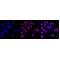 KD-Validated BCL2L1 Rabbit mAb (20 μl)
