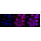 KD-Validated CD44 Rabbit mAb (20 μl)