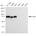 KD-Validated CD44 Rabbit mAb (20 μl)