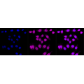 KD-Validated C3orf38 Rabbit mAb (20 μl)