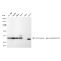 KD-Validated C3orf38 Rabbit mAb (20 μl)
