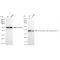 KD-Validated C3orf38 Rabbit mAb (20 μl)