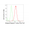 KD-Validated BIN1 Rabbit mAb (20 μl)