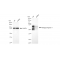KD-Validated BIN1 Rabbit mAb (20 μl)