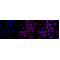 KD-Validated AR Rabbit mAb (20 μl)