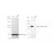 KD-Validated AR Rabbit mAb (20 μl)