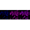 KD-Validated AHR Rabbit mAb (20 μl)