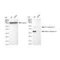 KD-Validated CTSD Rabbit mAb (20 μl)
