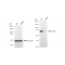 KD-Validated ABCD1 Rabbit mAb (20 μl)