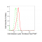 KD-Validated CDC16 Rabbit mAb (20 μl)