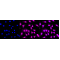 KD-Validated CDC16 Rabbit mAb (20 μl)
