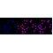 KD-Validated CHEK2 Rabbit mAb (20 μl)
