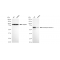 KD-Validated CHEK2 Rabbit mAb (20 μl)