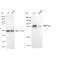 KD-Validated IKK α Rabbit mAb (20 μl)