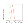 KD-Validated CTNNA1 Rabbit mAb (20 μl)