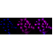 KD-Validated CTNNA1 Rabbit mAb (20 μl)