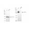 KD-Validated ATG9A Rabbit mAb (20 μl)