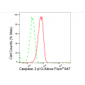 KD-Validated CASP3 Rabbit mAb (20 μl)