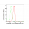 KD-Validated CASP3 Rabbit mAb (20 μl)