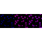 KD-Validated CASP3 Rabbit mAb (20 μl)