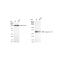 KD-Validated CASP3 Rabbit mAb (20 μl)