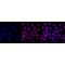 KD-Validated ARF1 Rabbit mAb (20 μl)