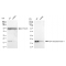 KD-Validated ARF1 Rabbit mAb (20 μl)