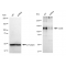 KD-Validated CD36 Rabbit mAb (20 μl)