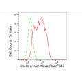 KD-Validated CCNA2 Rabbit mAb (20 μl)