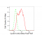 KD-Validated CCNA2 Rabbit mAb (20 μl)