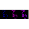 KD-Validated CCNA2 Rabbit mAb (20 μl)