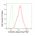 KD-Validated CDC25C Rabbit mAb (20 μl)