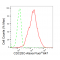 KD-Validated CDC25C Rabbit mAb (20 μl)